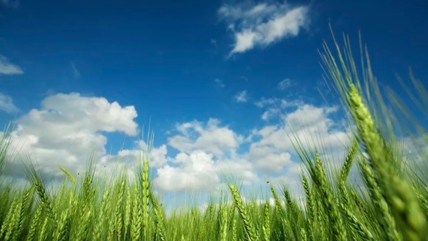 Successful Disease Management in Wheat Includes Seed Treatment and Fungicide