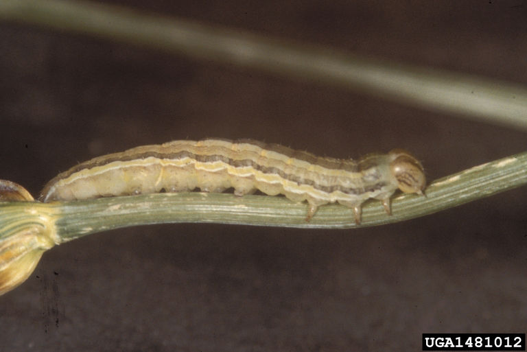wheat head armyworm on plant stem