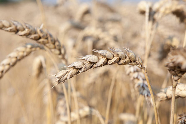 Essential steps to prepare for a successful wheat harvest