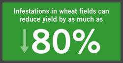 Infestations in wheat fields can reduce yield by as much as eighty percent.