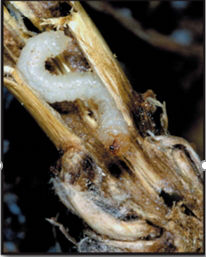 Wheat Stem Sawfly appears "S" shaped within the wheat stem.