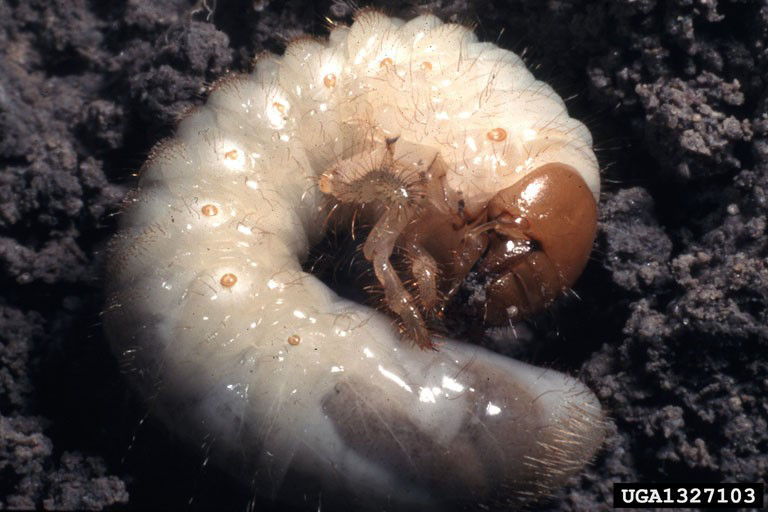 True white grub laying on soil.