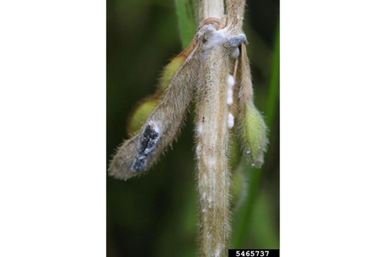 The stems of infected plants are covered with a thick white mold.