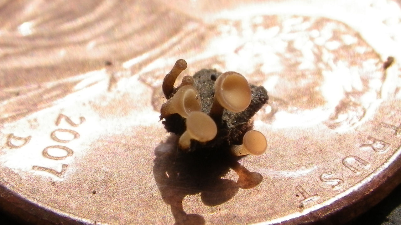 Image of White mold apothecia on the heads side of a penny