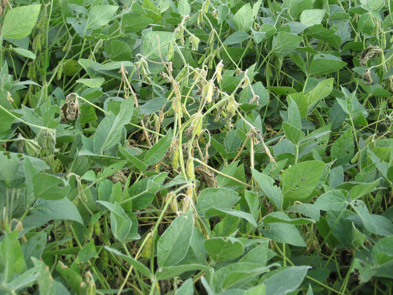 Soybean plant is wilting due to an initial white mold soybean infection