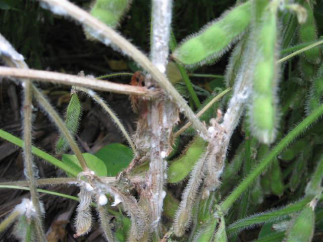 Image of white mold on soybean steams which presents itself as a white cottony growth.