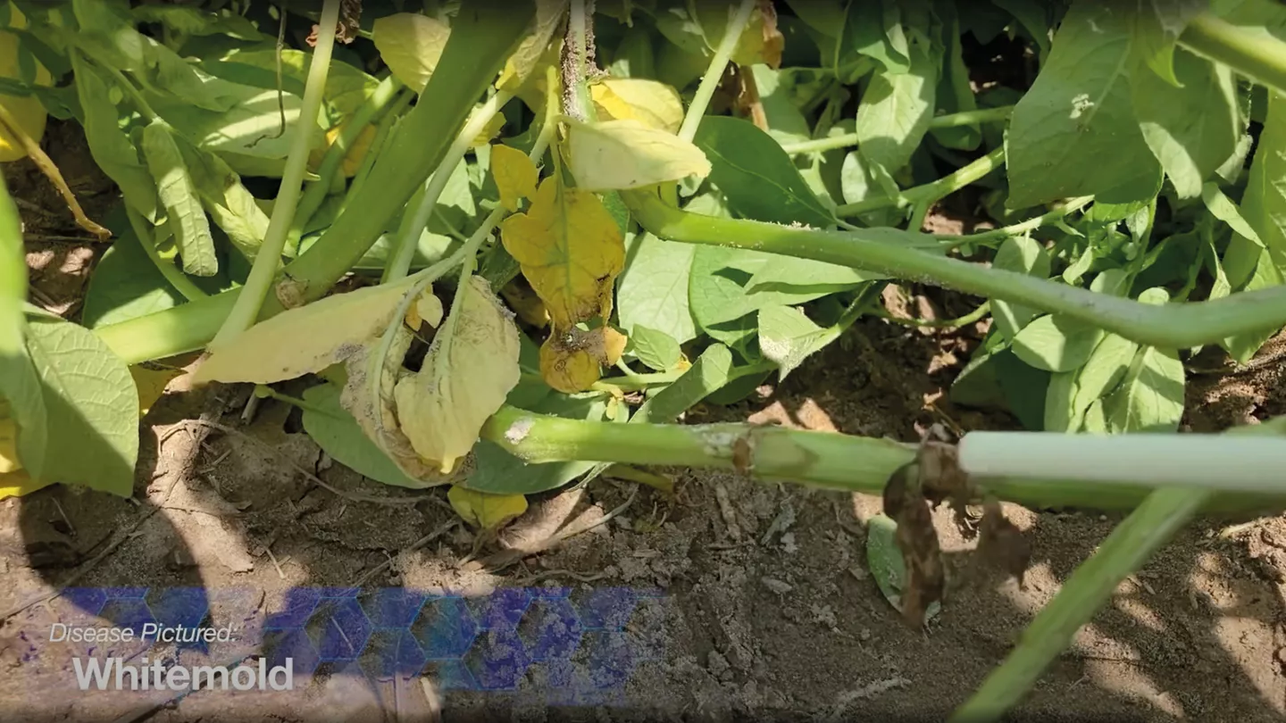 Managing White Mold in Potato: Symptoms, Control, and Fungicide Solutions