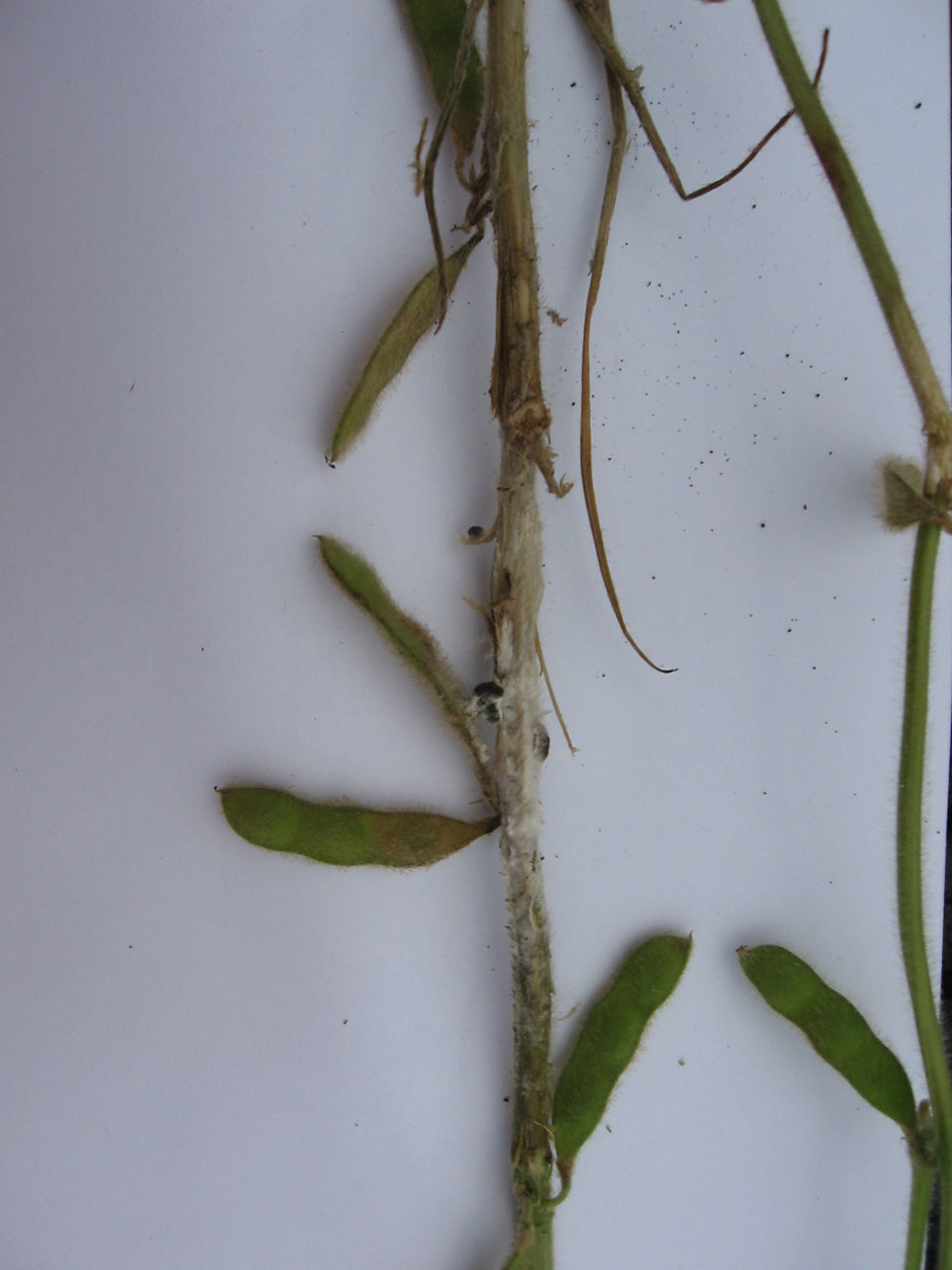 Image of soybean stems with a small, hard, black sclerotia from white mold on soybeans