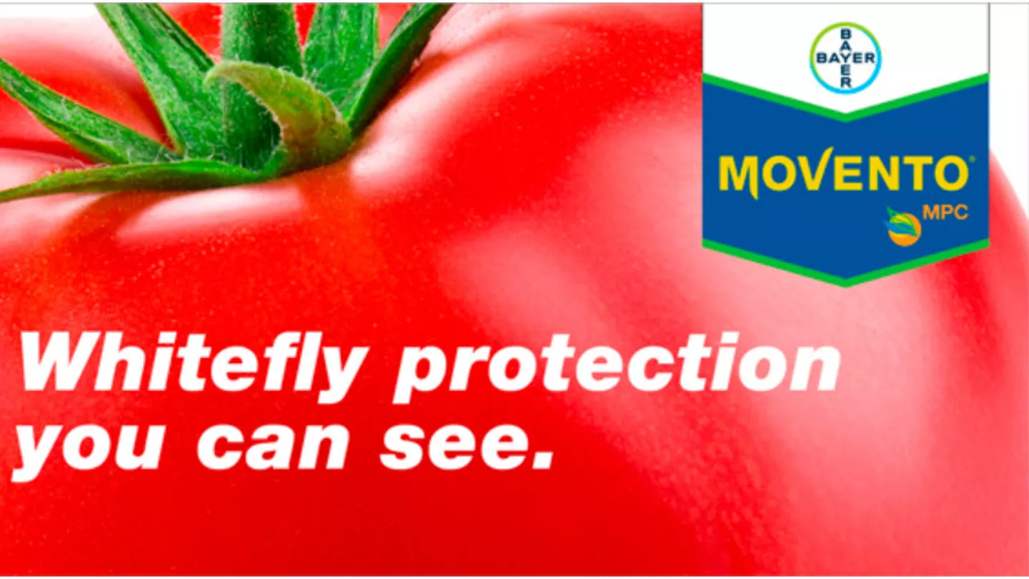 Whiteflies 101: What Southeastern Horticulture Growers Should Know