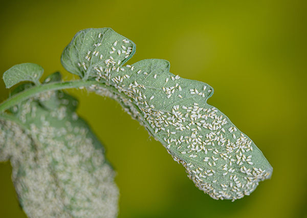 Whiteflies on a tomato leaf