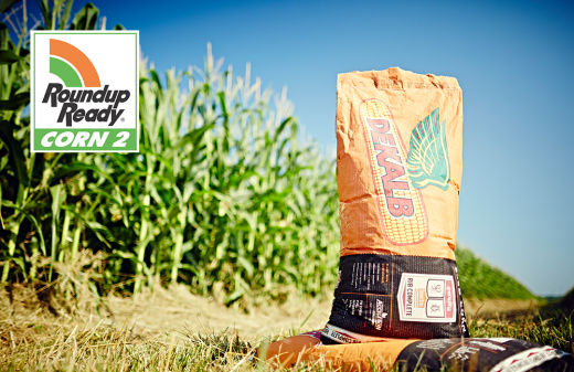 DEKALB® Brand Announces Partnership As Official Corn Seed of MLB at Field  of Dreams