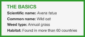 Basic information of Avena Fatua, commonly known as Wild Oat.