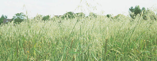 A field of grain crop with Wild Oat identified through distinct characteristics. 