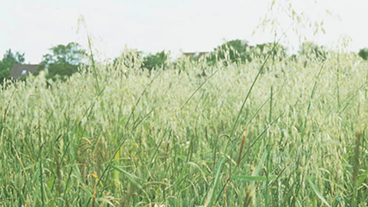 A Fierce Competitor: Controlling Wild Oat in Your Wheat