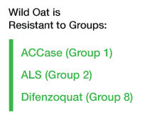 Wild Oat is resistant to ACCase (Group 1), ALS (Group 2), and Difenzoquat (Group 8).
