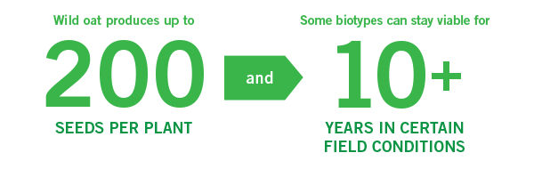 Wild Oat produces up to 200 seeds per plant and some biotypes are viable for over 10 years.