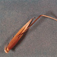 Wild Oat seed with an elongated sheath