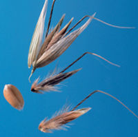 Wild Oat with a hairlike appendage called an awn protruding from the back of the seed. 