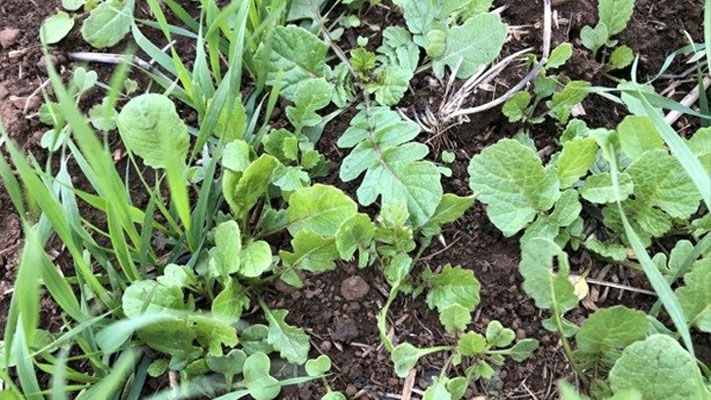 Wild radish is clearly now the most damaging broadleaf weed in Australian winter cropping.
