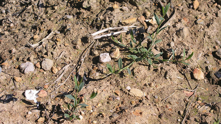The typical late germination of wireweed can make it hard to control. Although it may not compete strongly with the crop if it emerges when the crop is established, the long, tough branches of uncontrolled mature weeds can cause problems at harvest