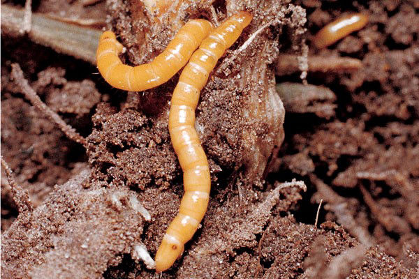 wireworms