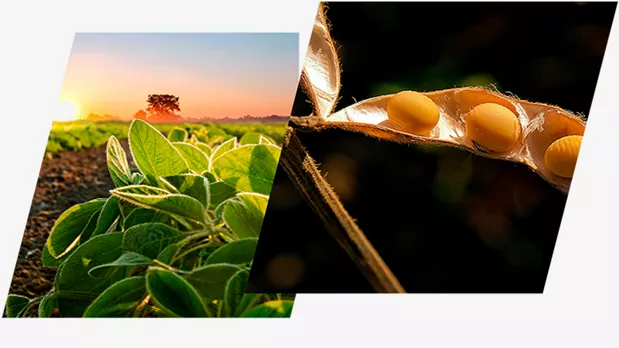 Feature Section Image
