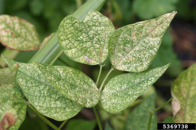 White and yellow stippling on a soybean leaf because of feeding by twospotted spider mite