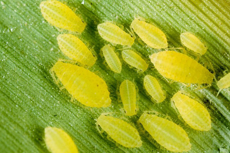 tiny yellow sugarcane aphid