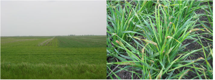 Yellowing and leaf burn of crop is caused by high solvent load tank-mix | Yellowing and leaf burn of crop is caused by high solvent load tank-mix