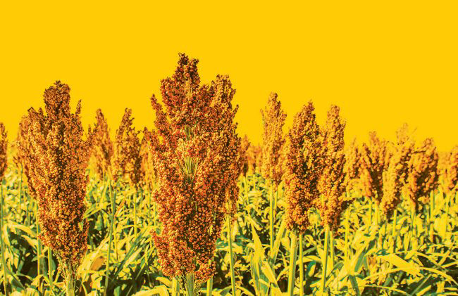 Promo Tools of DEKALB NSP Yield Contest