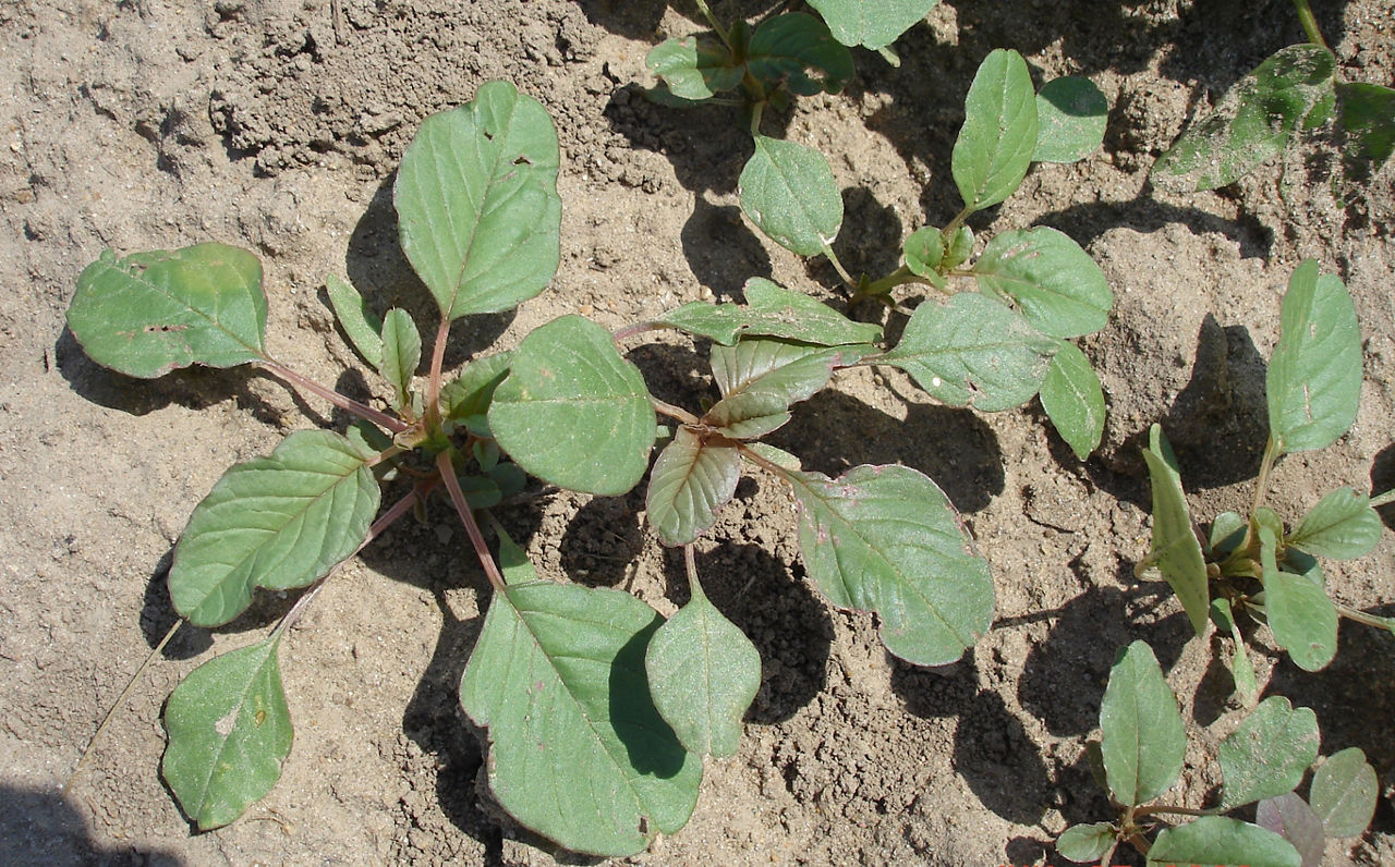 Six young Palmer amaranth plants are shown in a soybean field.