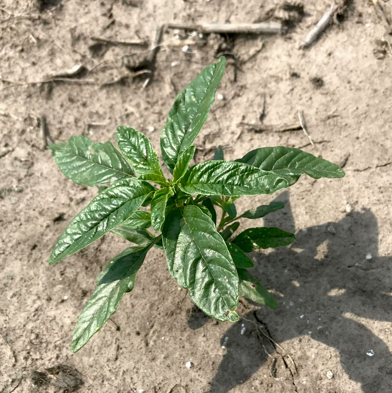 Young Palmer waterhemp plant is seen in a field is displayed here with longer lance shaped leaves which make it different from a young Palmer amaranth plant's leaves