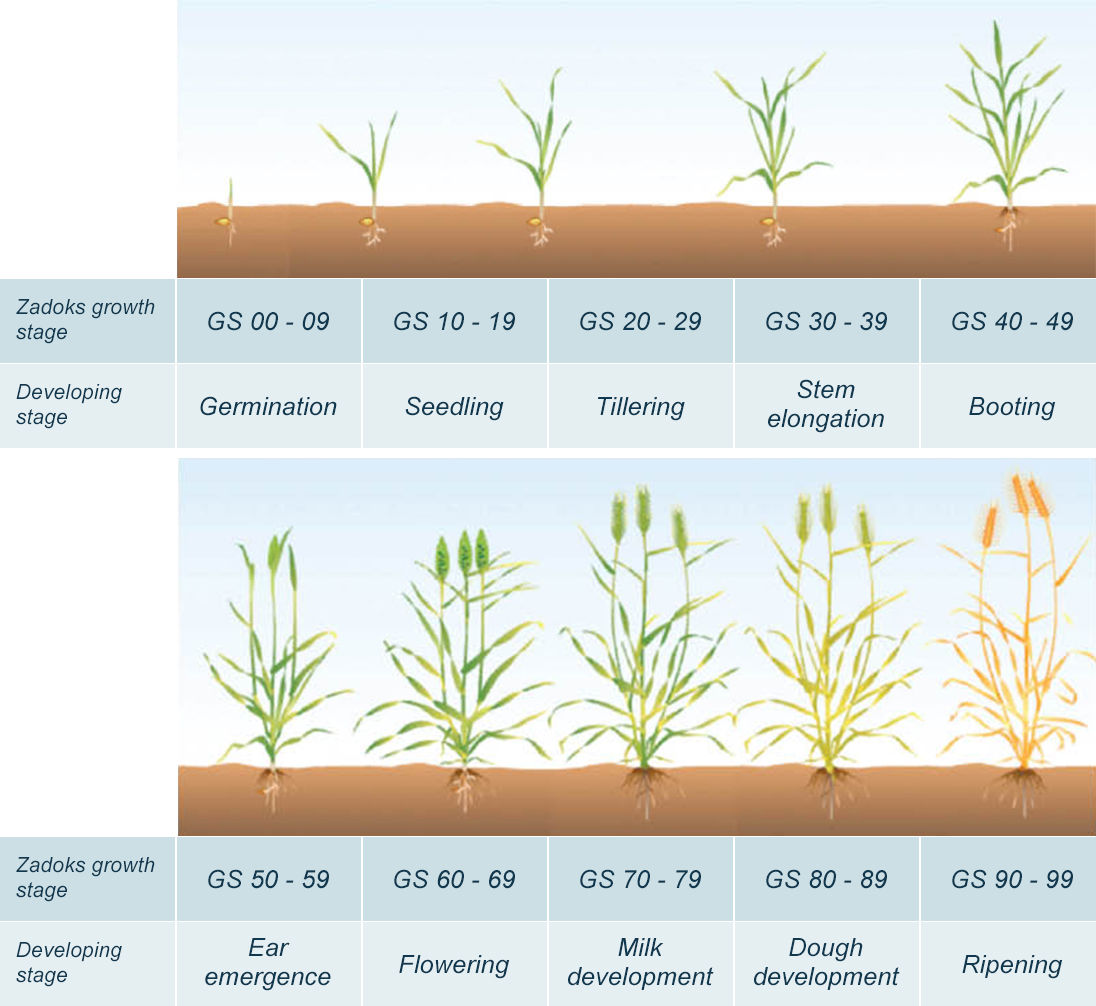 Scale for plant development through ten primary development stages and flag leaf stages.