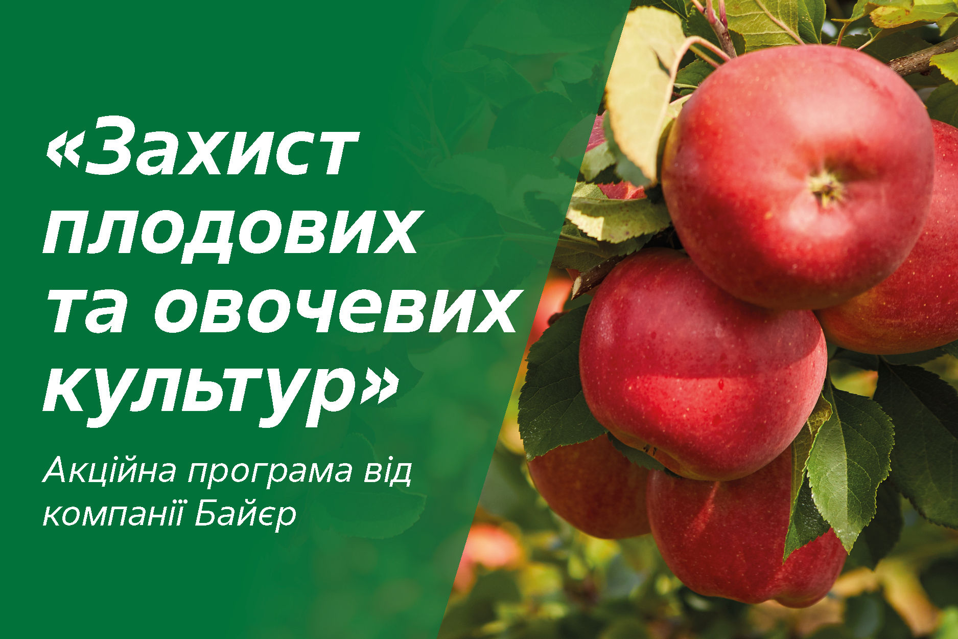 zahyst-plodovykh-ta-ovochevykh-kultur_Rich_Text_Editor_1.jpg.jpg