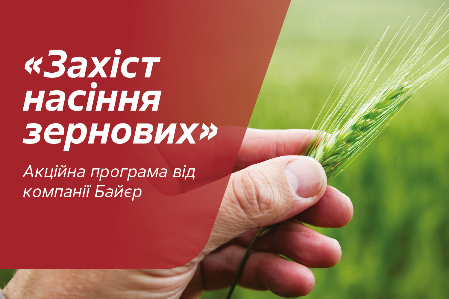 zakhyst-nasinnia-zernovykh-2025_Rich_Text_Editor_1.jpg