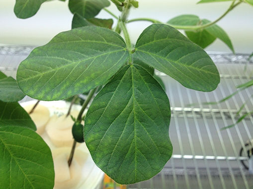 Soybean leaf with zinc deficiency symptoms.