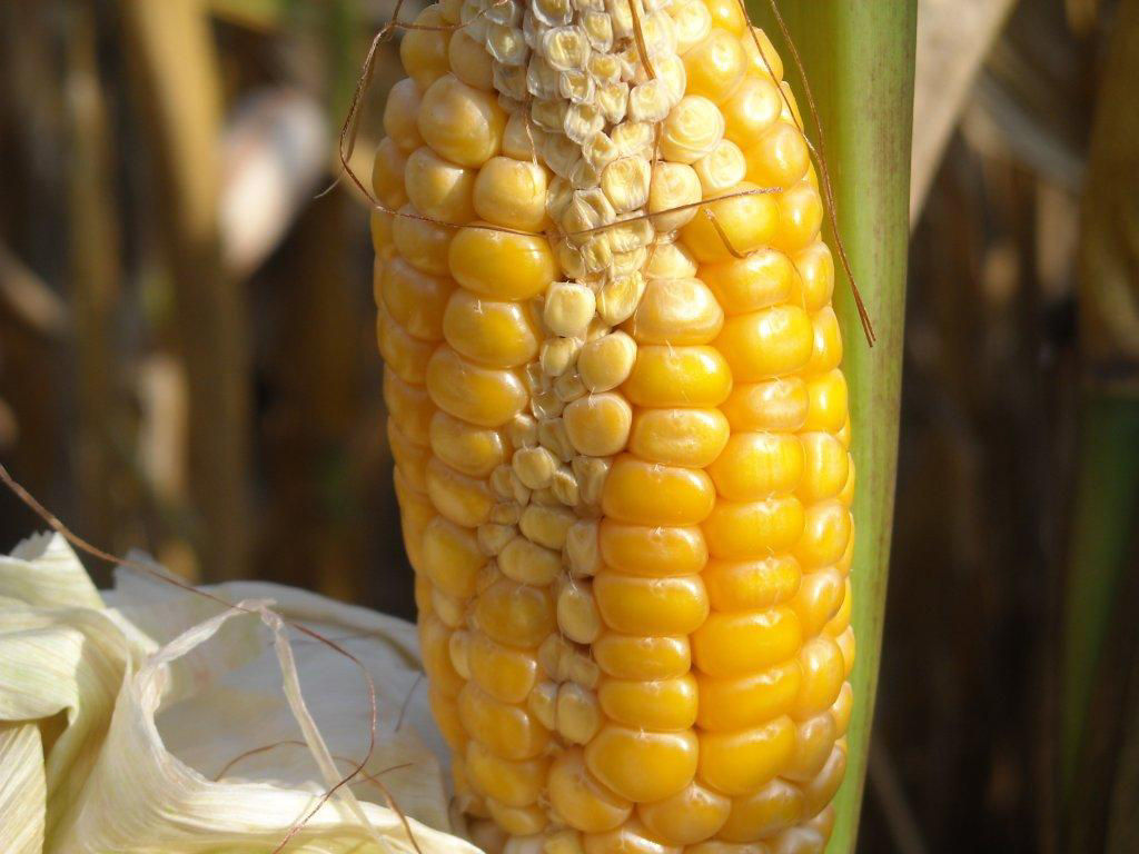 Zipper ear of corn with corn drought stress