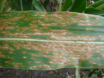 Gray leaf spot on corn.