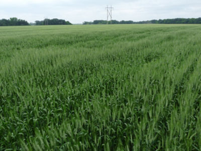 Figure 3. Patches of wheat with delayed maturity where wheat was seeded deeper than the rest of the field. 