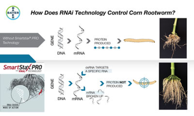 How Does RNAi Technology Control Corn Rootworm?