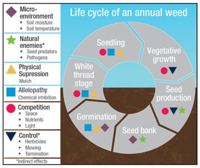 Figure 3.  Lifecycle of an annual weed.  Photo courtesy of Penn State College of Agricultural Sciences. 