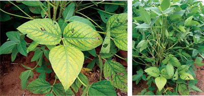 Figure 9. Manganese deficiency, photo courtesy of Dr. Bobby Golden, Mississippi State University.  
