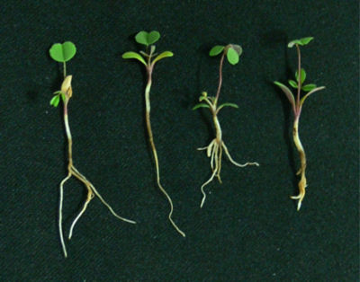 Seedling alfalfa plants showing decay resulting from Pythium.